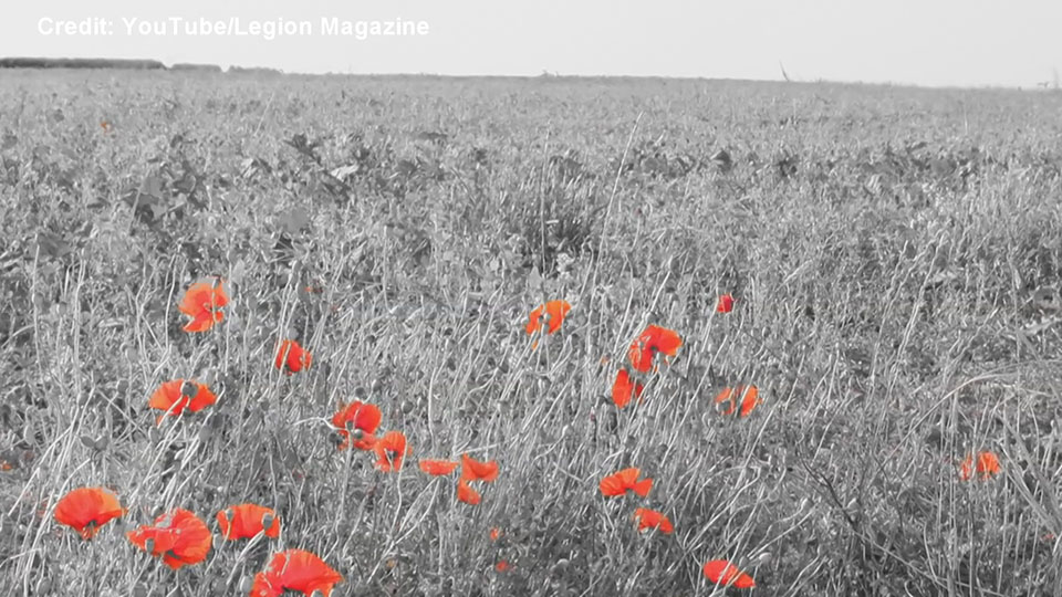 Click to play video: 'Hear the late Leonard Cohen recite Flanders Field for Remembrance Day'